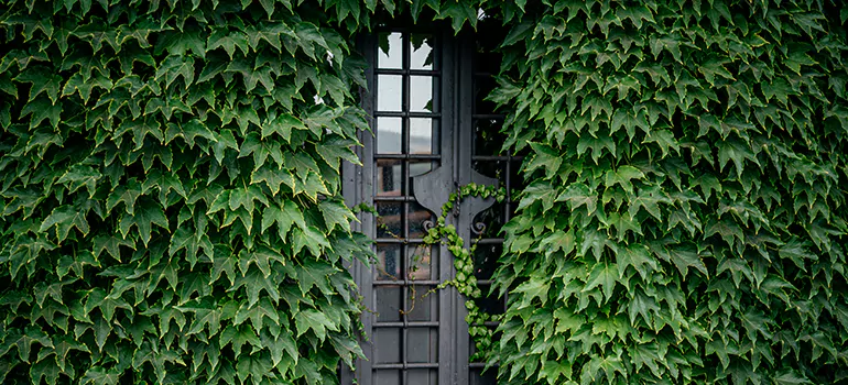 Garden Gate Repair in Vallejo, CA
